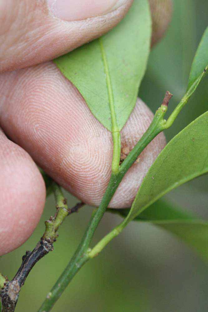              Petiole (Riverside, CA)       